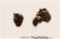 藏品(提燈苔屬)的圖片